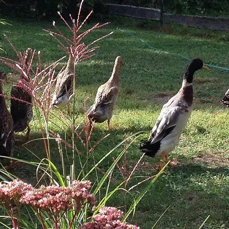 شقة Auszeithaus Brigittenhof Muncheberg